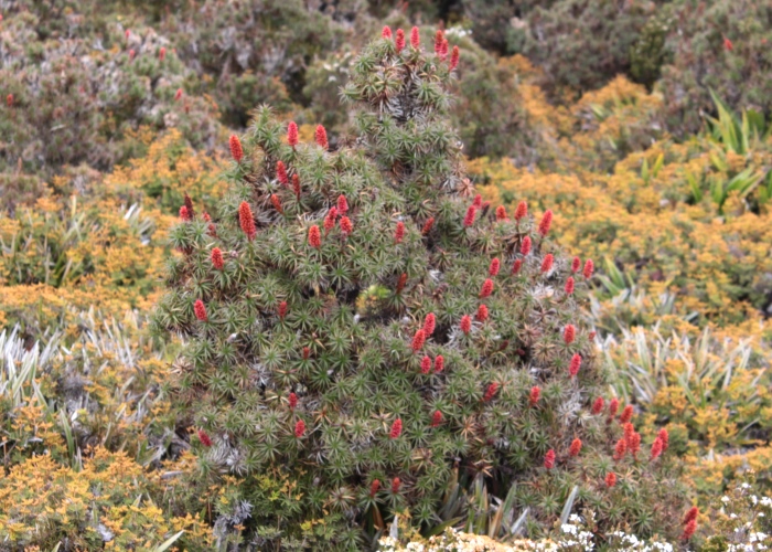 Tasmanian Alpine Plants Ericaceae